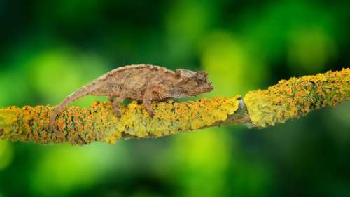 Découverte d’une toute nouvelle espèce de caméléon absolument minuscule (et adorable)