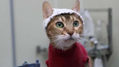 Cet adorable bonnet en laine enregistre l’activité cérébrale des chats souffrant d’arthrose