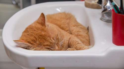 Une étude confirme que les chats se comportent bel et bien comme des liquides