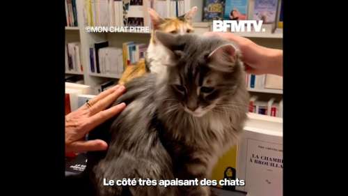 Dans cette librairie, les visiteurs peuvent lire des livres avec… des chats