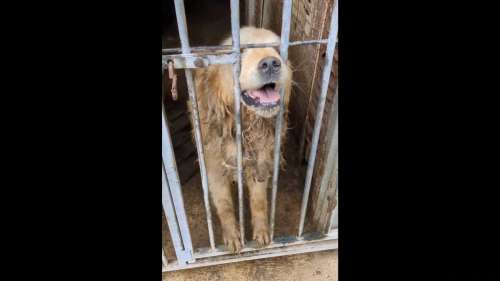 Enfermés dans des conditions déplorables, ces chiens ont été libérés d’un élevage clandestin