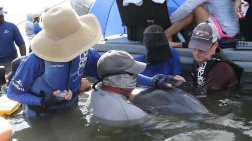 Microplastiques dans le souffle des dauphins sauvages 
