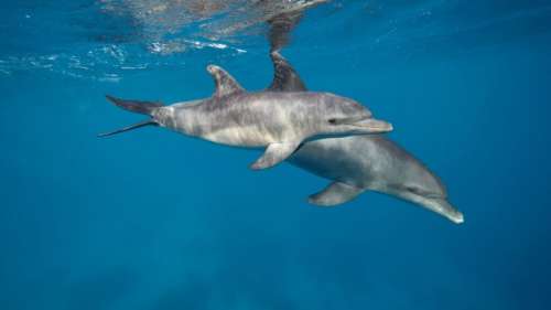 Les dauphins se sourient lorsqu’ils jouent ensemble, selon une nouvelle étude