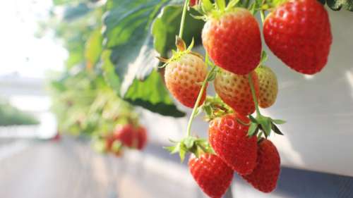 La première ferme verticale intérieure au monde va produire 1,8 million de kg de fraises par an