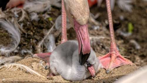 Deux flamants roses mâles donnent naissance à un poussin dans un zoo de Californie