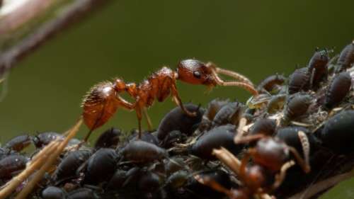 Les fourmis ont inventé l’agriculture après la chute de l’astéroïde qui a anéanti les dinosaures