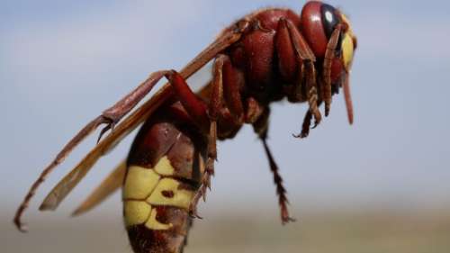 Ces frelons tiennent l’alcool comme aucun autre animal sur Terre