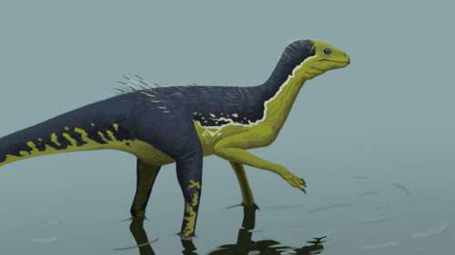 Une nouvelle espèce proche du dinosaure découverte au Brésil