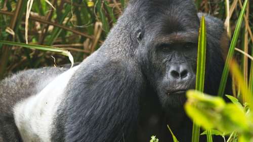 Regardez les images rares d’un gorille en danger critique d’extinction en train de nourrir son bébé