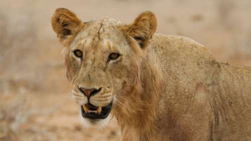 De nouveaux secrets des lions mangeurs d’hommes du Kenya révélés grâce à l’ADN