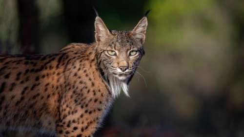 L’analyse de l’ADN ancien révèle un tournant surprenant dans la survie du lynx