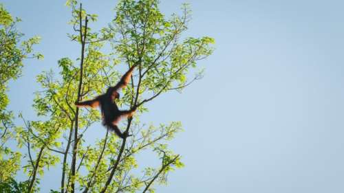 Les populations d’animaux sauvages se sont effondrées de 73 % en 50 ans, selon un rapport alarmant