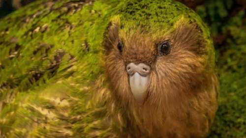 Découverte de 50 perruches nocturnes, l’un des oiseaux les plus rares au monde