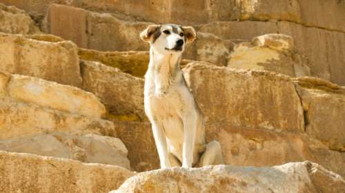 Un chien aperçu au sommet de la pyramide de Khéops, à 139 m de haut