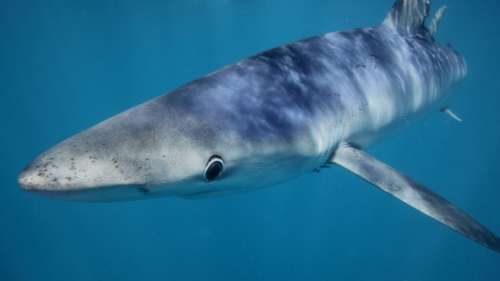 Embrochage aquatique : ce requin a survécu à une perforation crânienne par le rostre d’un espadon