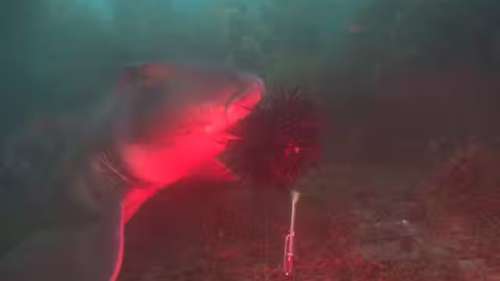 Des requins dévorent des oursins avec leurs épines dans une vidéo stupéfiante