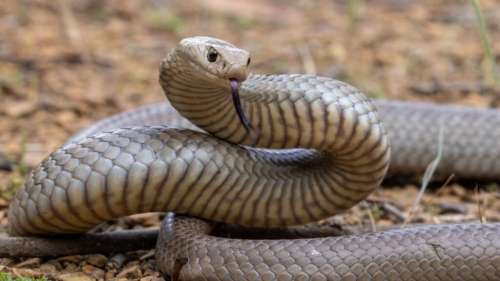 Un serpent très venimeux aperçu dans la cour d’une école en Australie