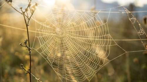 Des scientifiques recréent les toiles de Spider-Man en laboratoire !