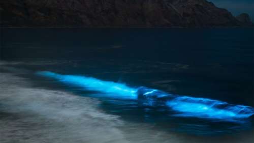 La prolifération de ces algues bioluminescentes provoque des vagues bleu électrique