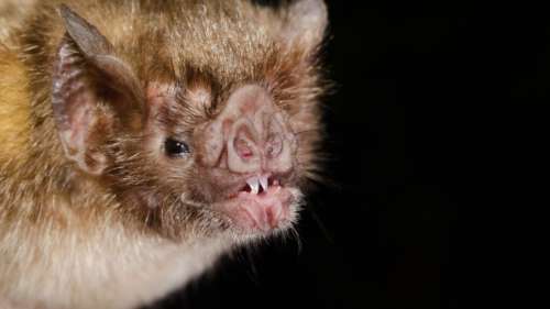 Mystères des vampires sur tapis roulant
