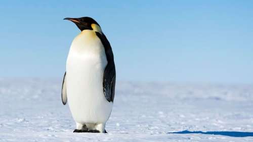 Un manchot empereur retrouvé en Australie à plus de 3 000 km de son habitat naturel en Antarctique