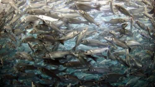 10 millions de poissons ont été dévorés en quelques heures seulement dans la mer de Barents