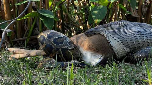 Les pythons birmans peuvent engloutir des proies encore plus grosses qu’on ne le pensait