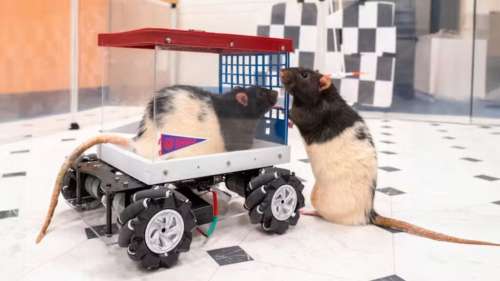 Des chercheurs apprennent à des rats à conduire des mini-voitures et font une découverte incroyable