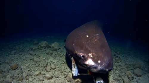 Un requin dormeur du Pacifique filmé en train de dévorer une caméra dans les profondeurs de l’océan