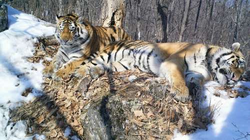 Une belle histoire : un tigre parcourt 200 kilomètres à travers la Sibérie pour retrouver sa promise