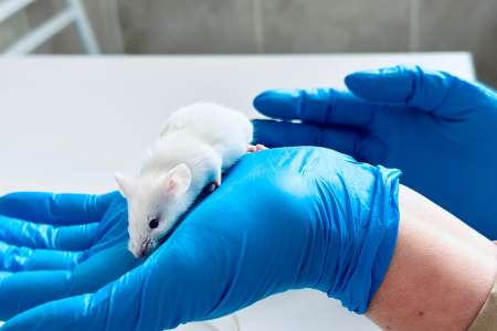 On a modifié le génome de souris avec un gène humain du langage 