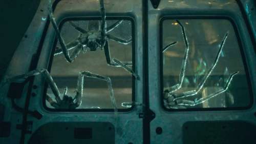 “Infested” pourrait bien être la nouvelle reine du cinéma d’horreur sur araignée