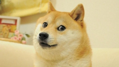 Kabosu, le chien bien-aimé qui a inspiré la crypto Doge, est décédé