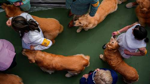 L’exposition canine de Westminster est une étude des contrastes canins alors que le premier prix attend