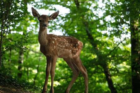 Les premières images de l’adaptation de Bambi en prise de vues réelles