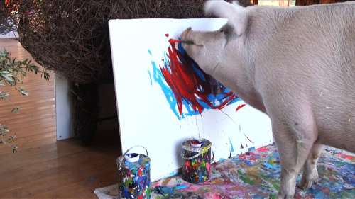 Pigcasso devient le cochon-artiste le mieux coté de l'histoire animale avec une toile vendue 23.500 euros