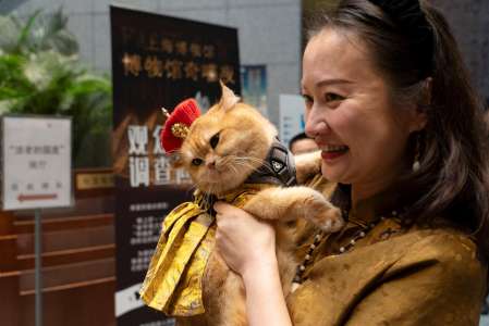 Chine: les chats accueillis pour une Nuit au Musée à Shanghai