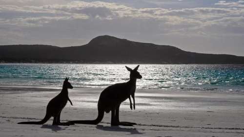 En Australie, la plus ancienne œuvre d'art aborigène représente un kangourou