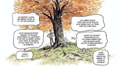 La Vie secrète des arbres, de Fred Bernard et Benjamin Flao: une remarquable adaptation en BD du best-seller de Peter Wohlleben