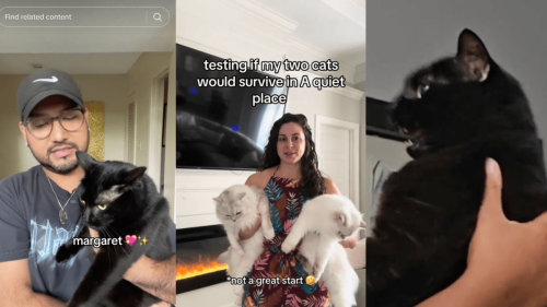 Le défi « Quiet Place » sur TikTok met les chats à l’épreuve