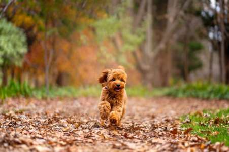 Comment élever un caniche bien élevé ? Conseils de dressage pour les nouveaux propriétaires