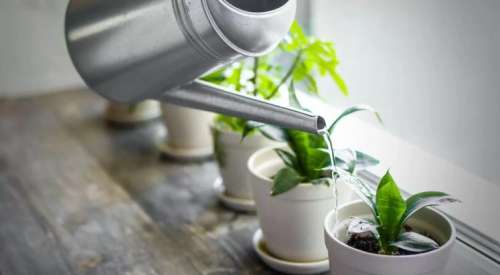 Les astuces à connaître pour arroser vos plantes pendant votre absence