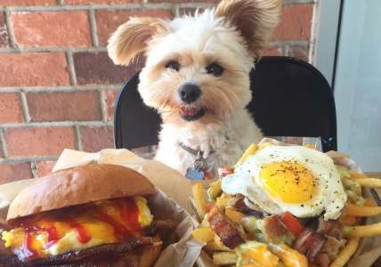 Ce chien mange aux restaurants et partage ses découvertes sur Instagram !