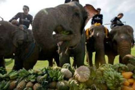 Au coeur de Bangkok, des éléphants joueurs de polo