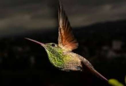 Les colibris se requinquent dans des jardins adaptés à Mexico