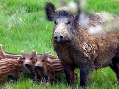 INSOLITE. Un sanglier, traqué par des chiens de chasse, fait irruption aux abords du village de Grenade, au nord-ouest de Toulouse