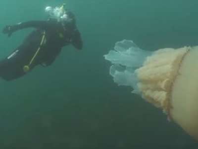 [Vidéo] Deux plongeurs croisent une méduse géante dans la Manche