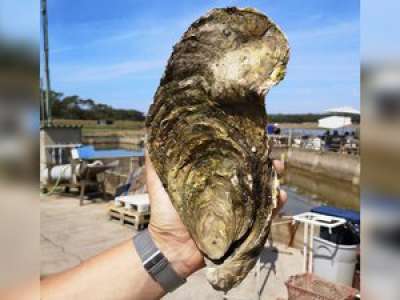 Une huître géante d'1,4 kg découverte en Vendée 