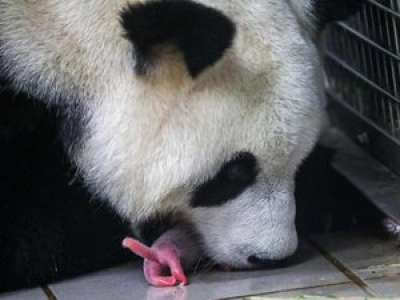 Naissance rarissime de jumeaux pandas géants en Belgique