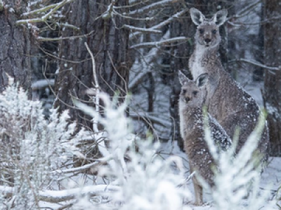 Hiver extrême en Australie : des images rares montrent des kangourous sous la neige